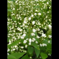 Deutzia gracilis (fam Hydrangeacees) (Japon, Chine) (6)